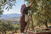 2026/27 Turkish Olive Harvest Season – Akhisar, Manisa